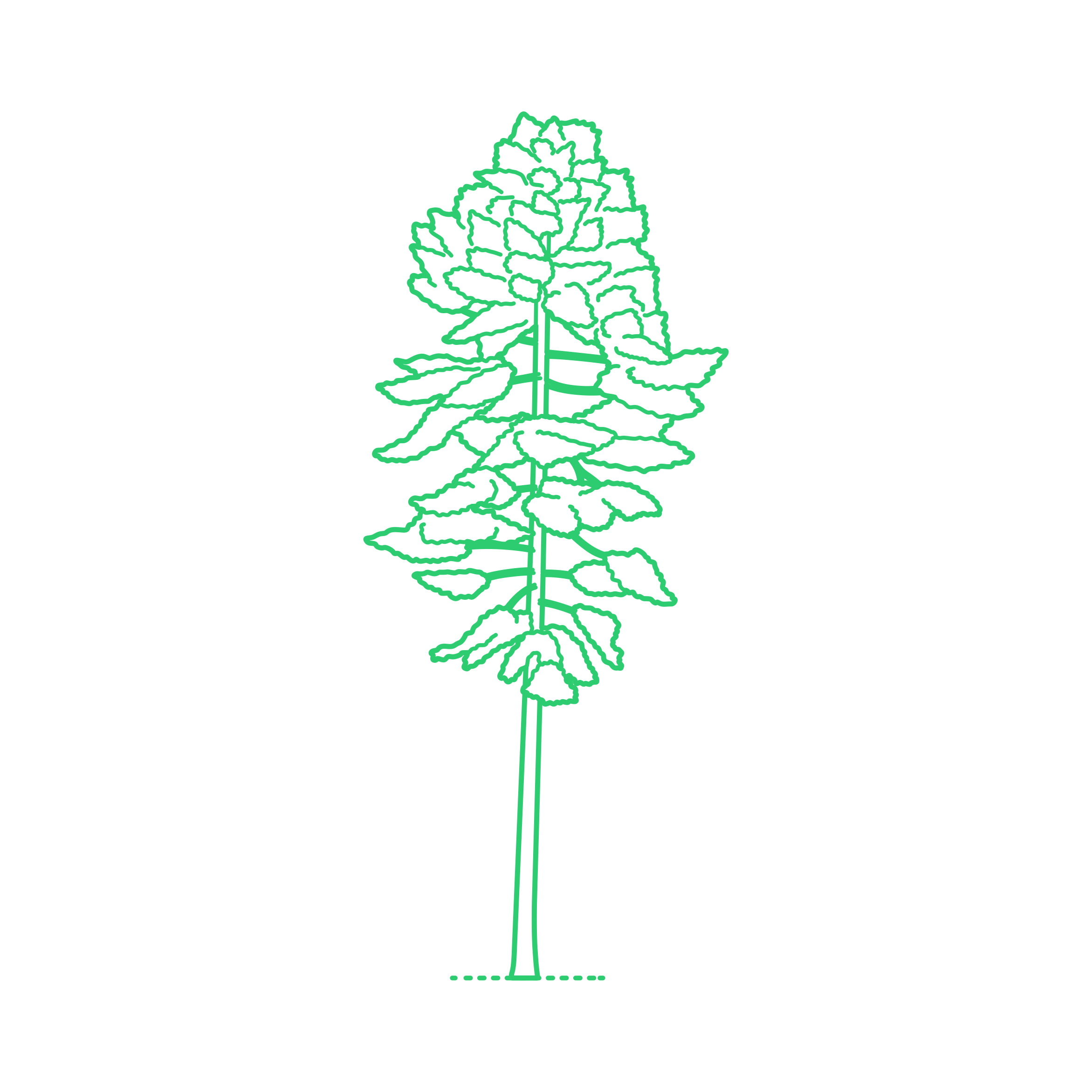 Plants False Hemlocks Japanese Douglas Fir Outline Svg File Free Vectors